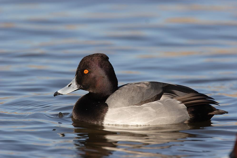 MORETTA specie con status di conservazione sfavorevole e popolazione non concentrata in POSITIVO, trend della popolazione svernante in Emilia-Romagna FLUTTUANTE Sospesa dalle specie cacciabili dalla