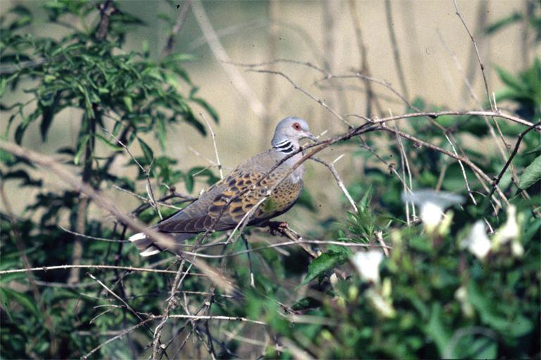 TORTORA SELVATICA SPEC 3 - specie con status di conservazione NEGATIVO, SCONOSCIUTO per quella italiana e STABILE per quella dell Emilia-Romagna prelievo venatorio - Nel Piano di gestione europeo l