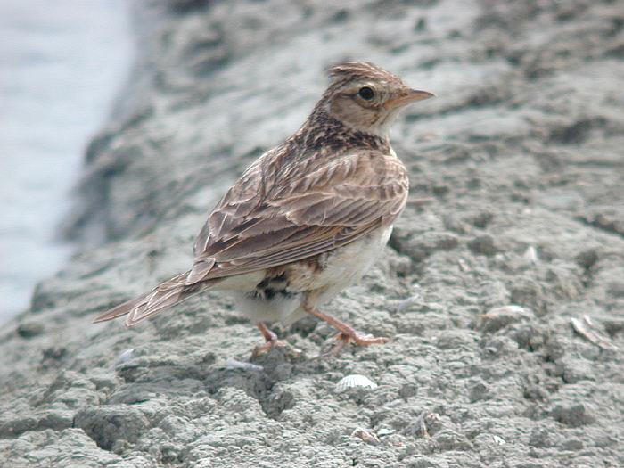 ALLODOLA SPEC 3 -specie con status di conservazione Trend delle popolazioni nidificanti in Italia e in Emilia-Romagna NEGATIVO forte riduzione degli ambienti idonei alla riproduzione e alla sosta