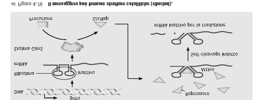 Sistemi a ribozima L mrna si ripiega in modo da catalizzare la sua degradazione Il ripiegamento può essere