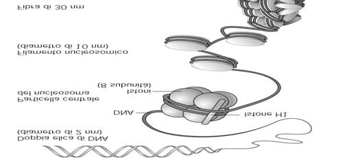 Compattamento del DNA Spiralizzazione del DNA in un cromosoma L