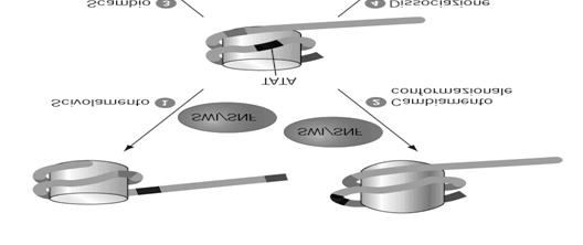 Esistono complessi enzimatici che rimodellano la