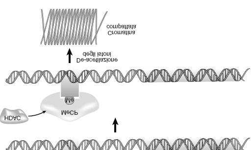 metile (CH3) su citosina Il cromosoma X