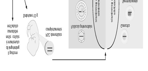 Il pattern di metilazione del DNA viene trasmesso da cellula a cellula durante tutta la vita di