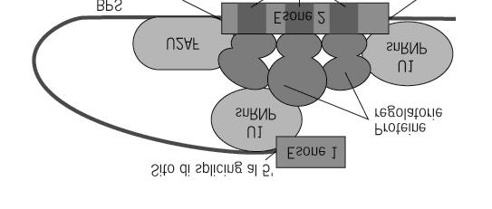 Lo splicing alternativo