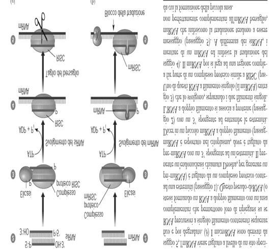 trasposoni, o artificiali) ma hanno