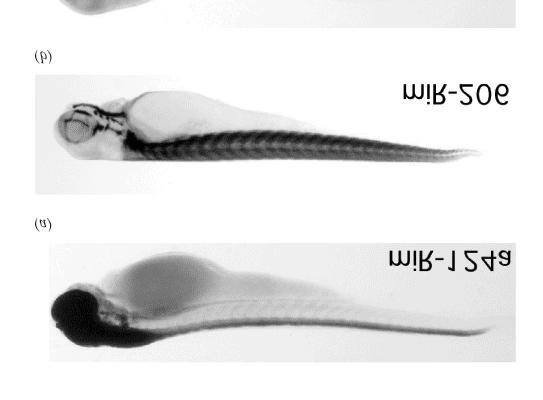 I mi-rna regolano vari