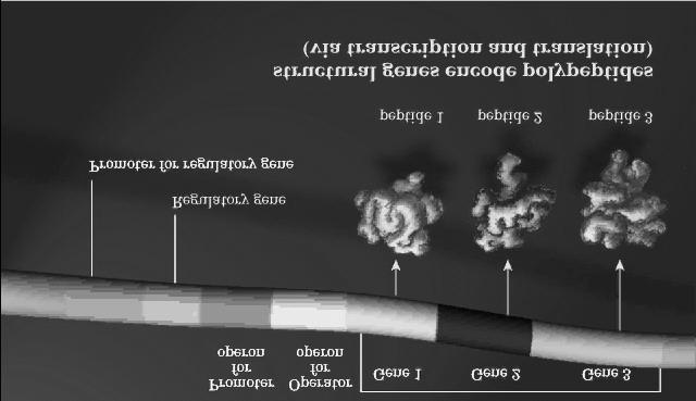 regolative e più geni trascritti in un unico mrna