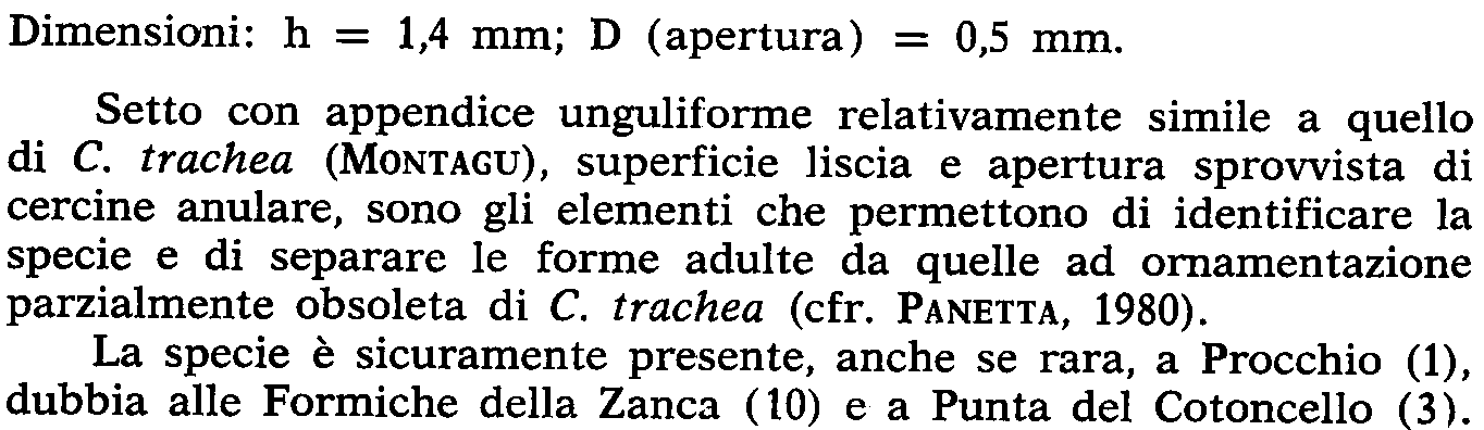 glabrum (MONTAGU)(cfr. PANETTA, 1980). Quest'ultima è indicata da ApPELIUS per le coste livomesi e come tale riportata da TERRENI. Secondo PIANI la presenza di C.
