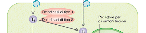 Secrezione e trasporto nel sangue: T3 e T4 circolano nel