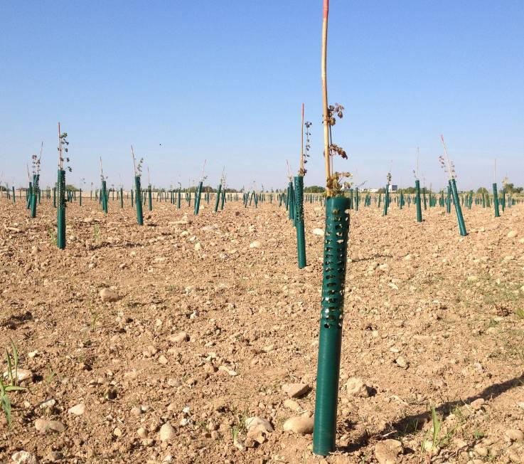 fig. 108 - interventi di piantumazione sull area a sud del cimitero (20 apr 2016) fig.