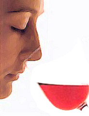 I principali difetti L esame olfattivo rivela molti difetti ed alterazioni del vino odore e sapore di tappo odore e sapore di muffa odore e sapore