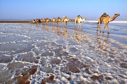 Proseguimento ad AMEDILA (Hamed Ela) con innumerevoli opportunità di incontrare carovane di cammelli guidate dai nomadi Afar.