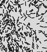 Un esempio: Clostridium perfrigens Fosfolipasi, idrolizzano i fosfolipidi delle membrane cellulari rimuovendo le teste