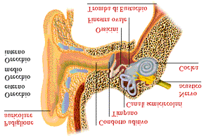 La percezione del suono L' organo del senso dell'udito é l' orecchio ed agisce come una interfaccia tra il mondo esterno ed il cervello, passando i messaggi ricevuti al sistema neuronale, che li