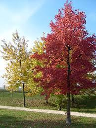 SPOROFITO Gli alberi, gli arbusti, le erbe ovvero la forma macroscopica delle piante rappresentano gli sporofiti o la generazione sporofitica.