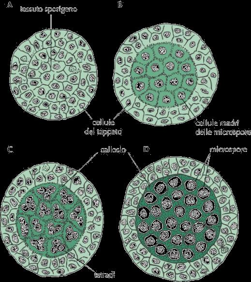SEZIONE TRASVERSALE DELLA SACCA POLLINICA Cellule madri delle microspore (2n) meiosi microgametofito o