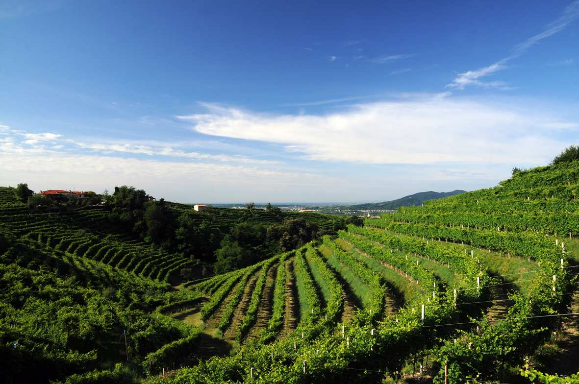 Elementi distintivi: sostenibilità viticoltura fatta a mano viticoltura come