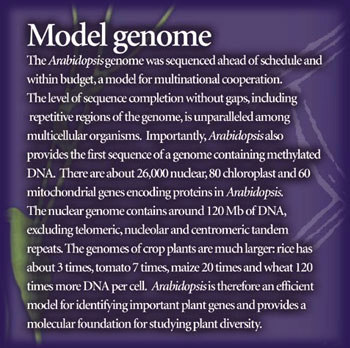 Il genoma di