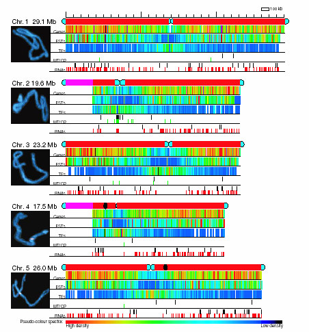 Il 5 cromosomi 125 Mb (115,409 sequenziato) 25,498 geni putativi La densità genica varia da 1 a 38 geni ogni 100kb La densità delle
