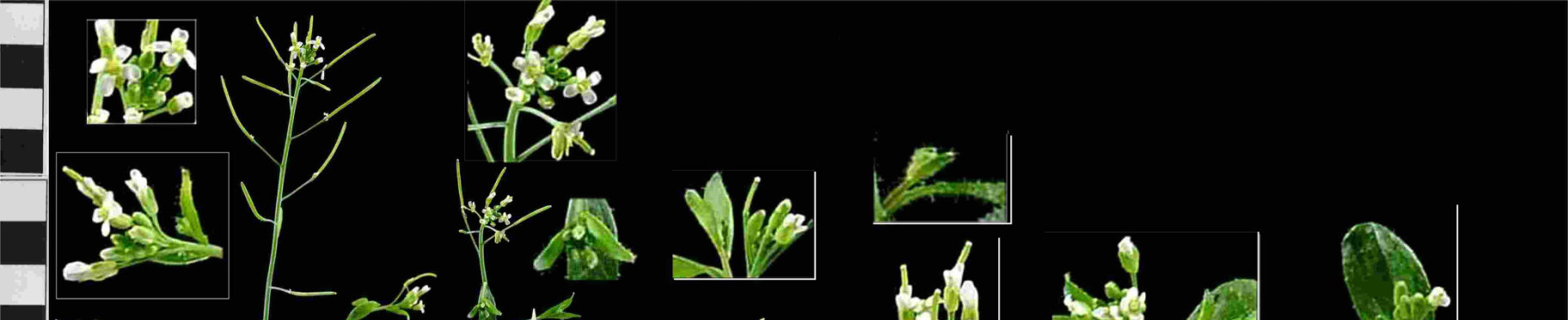 Trasformazione in planta di Arabidopsis Il punto cruciale del protocollo è lo stato di salute delle piante e il giusto stadio di crescita.