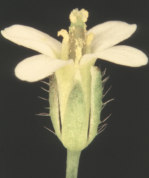 di Arabidopsis thaliana Piccola taglia Breve