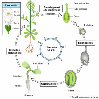 Breve ciclo vitale Autofertilizzazione comune (fiori ermafroditi) Solo 6
