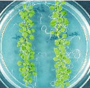 Elevato numero di semi Una sola pianta di Arabidopsis può produrre fino a 10,000 semi, il che permette di allestire con relativa facilità esperimenti di mutagenesi La