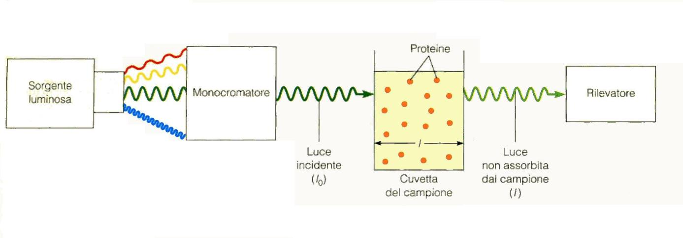 SPETTROFOTOMETRIA UV-vis Schema di uno spettrofotometro Lampada al deuterio (UV) + Lampada tungsteno (vis) Trasmittanza: T=I/I 0 Legge di Lambert-Beer: T=10 -ecl => logt=-ecl= - logt =log (1/T) =A