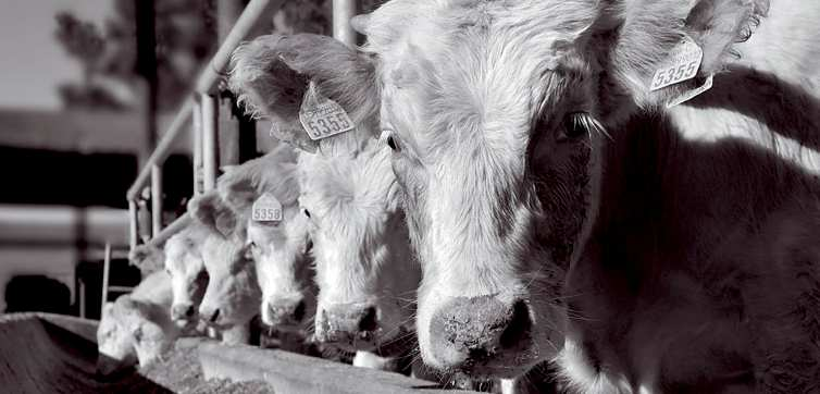 L'Azienda Agricola Sant Anacletoè nata negli anni 50, quando la Famiglia