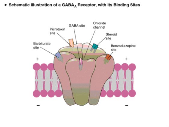 Recettore GABAA E funzionalmente correlato al recettore GABA A Il recettore delle BZD è localizzato a