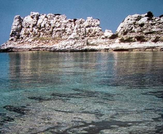 Geomorfologia Vegetazione Pianosa La vegetazione dominante è la macchia mediterranea, con masse arboree di leccio, corbezzolo, orniello,