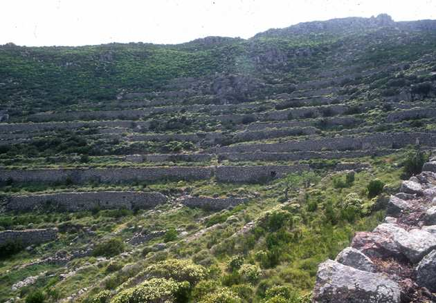 Assetti agricoli e forestali Paesaggio agrario e forestale storico e moderno Il mosaico agrario è costituito in prevalenza da vigneti ed oliveti spesso legati alla presenza delle colonie penali.