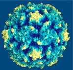 Virus tumorali a DNA Inducono