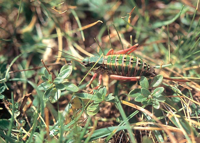 A. GALVAGNI & P. FONTANA: Una nuova specie del genere Anonconotus... 135 Fig. 9.