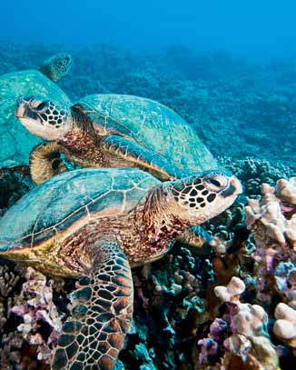 La vita delle tartarughe marine diventa ogni giorno più difficile Le tartarughe marine popolano le acque del pianeta da oltre 150 milioni di anni e sono sopravvissute a mutamenti ecologici estremi.