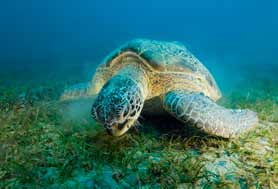 di estinzione. Un ciclo vitale impressionante Le tartarughe marine, diffuse in tutti mari del pianeta, sono animali generalmente solitari. Esse raggiungono la maturità sessuale tra i 20 e i 30 anni.