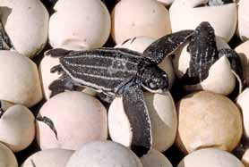 Su 1000 uova, inoltre, Viaggio delle femmine solo uno si svilupperà in un Esemplari giovani verso la spiaggia di (5-20 anni) origine esemplare adulto: i piccoli ancora nell uovo o appena sgusciati