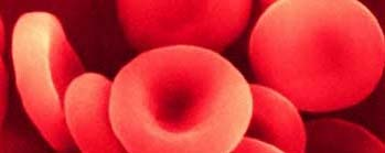 Cellule del sangue Le cellule del sangue o ematiche si dividono in: