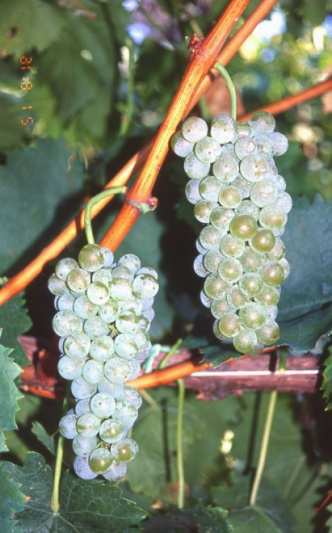 VITIGNI AUTOCTONI OGGI possono determinare un valore aggiunto, spezzando il predominio dei vini da vitigni