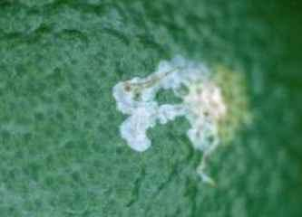 citrella Pupa Larva Ph.