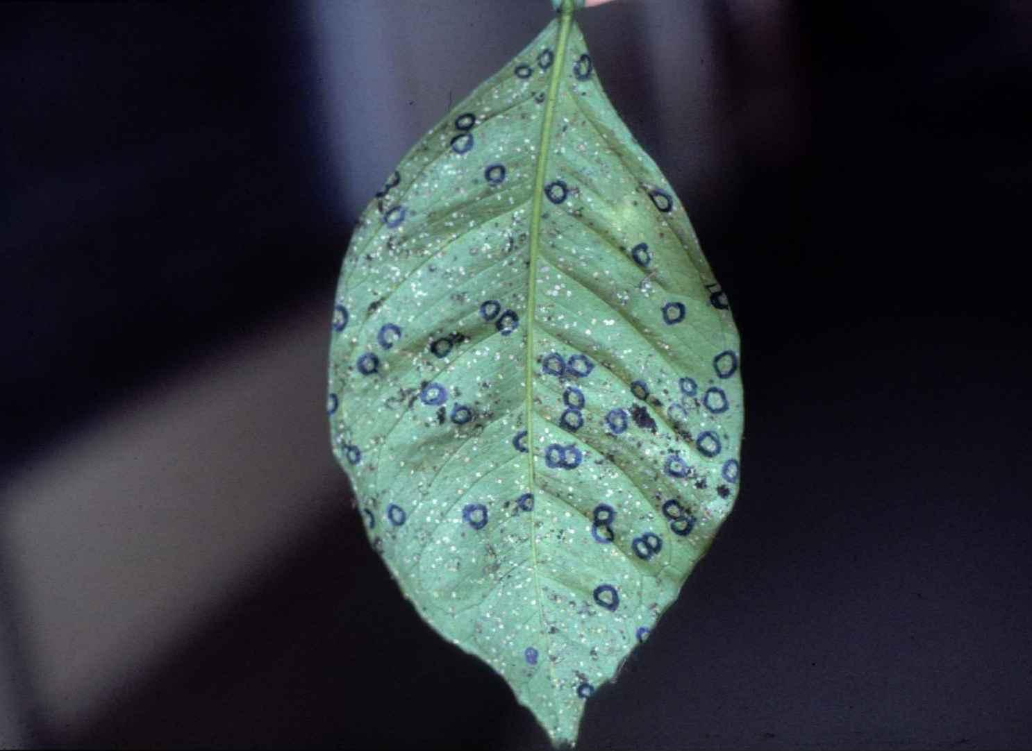 invidui Pupa C.