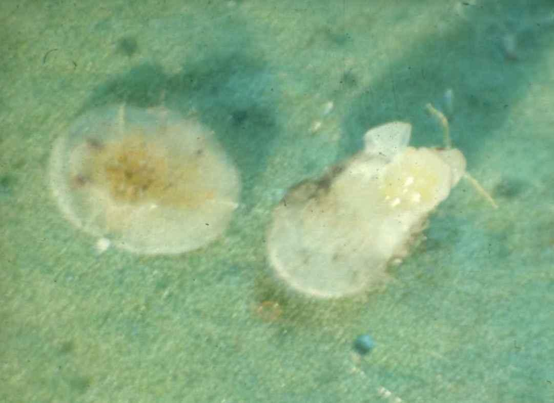 Dialeurodes citri