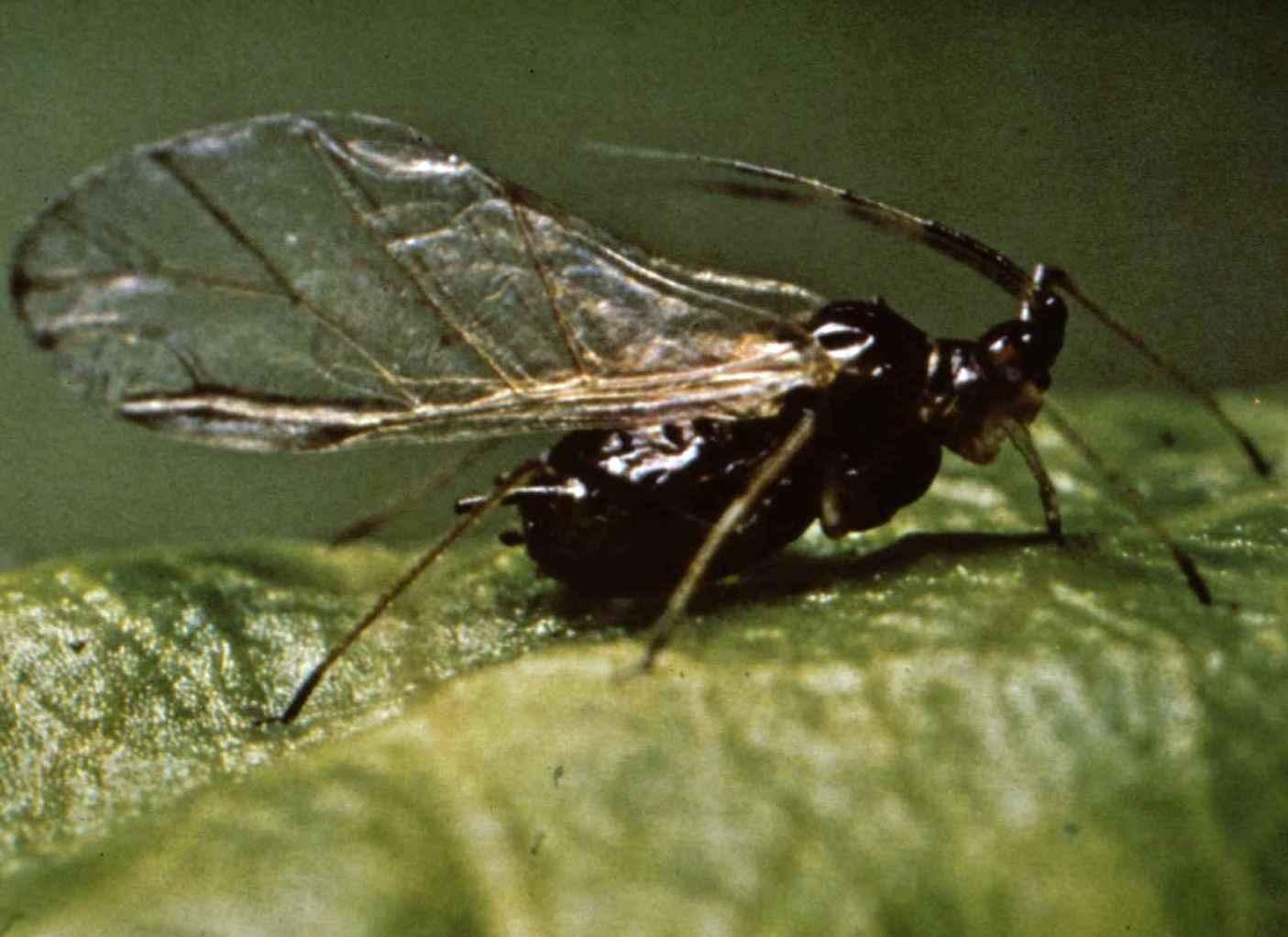 Toxoptera Aphis