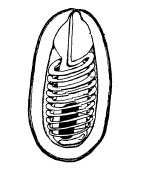 Eziologia e patogenicità Spora del Nosema apis e del Nosema ceranae -Virulenza: N. apis N.