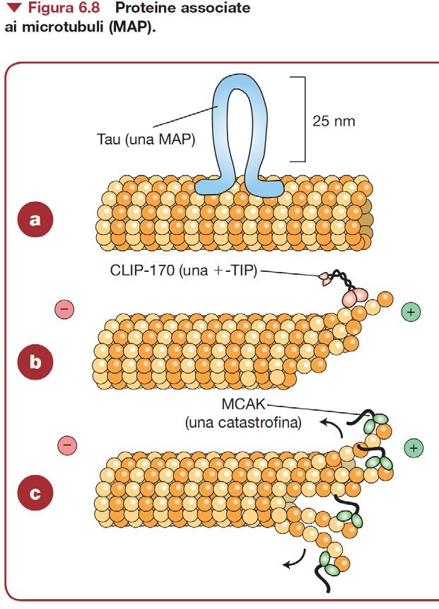 MAP di tipo I mediano il legame dei microtubuli con altri componenti del citoscheletro o con proteine di membrana (Es.