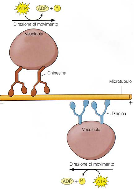 MAP Motrici Chinesina e Dineina Fanno da ponte fra i microtubuli e le vescicole intracellulari Si