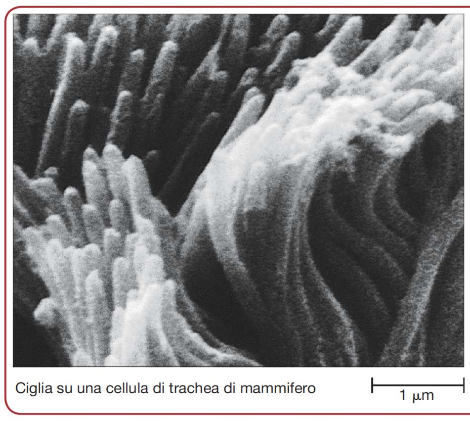 Ciglia Strutture mobili che si proiettano dalla superficie libera di alcuni epiteli Trachea, Tube di Falloppio Lunghezza 7-10 µm Possono