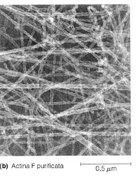 Microfilamenti Filamenti di actina sono sottili e flessibili