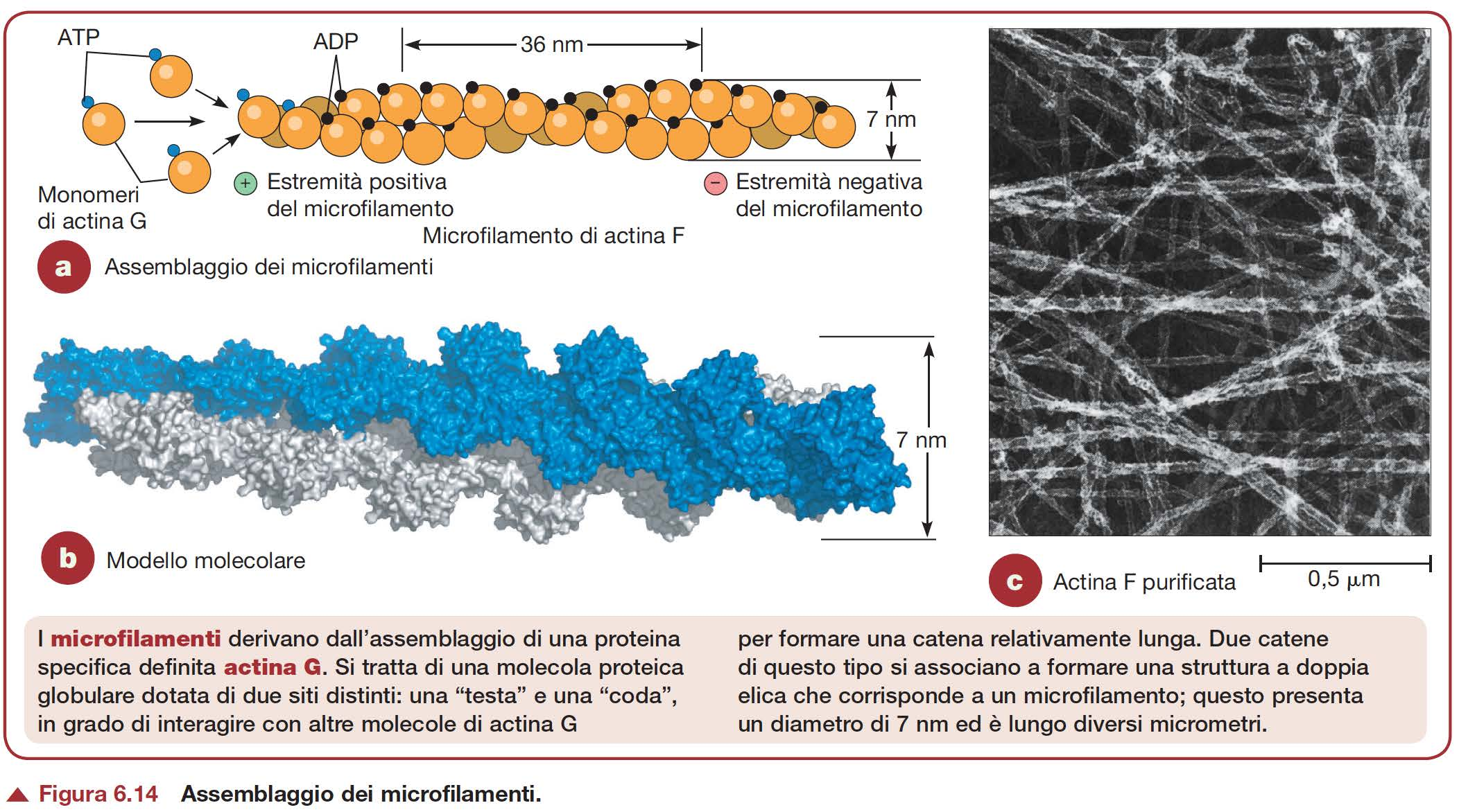 Filamenti sottili 6-7 nm Actina